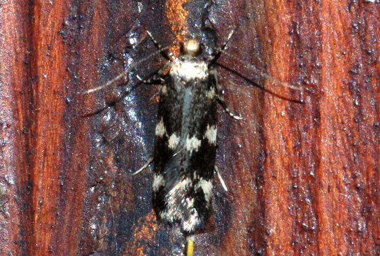 Autostichidae da confermare - Oegoconia quadripuncta